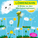 9 Bilder über den Löwenzahn un deren Wachstumsphasen