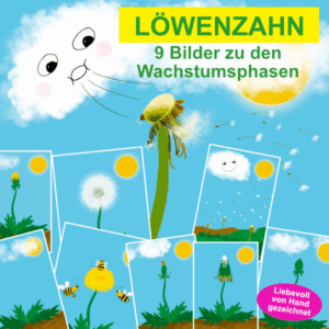 9 Bilder über den Löwenzahn un deren Wachstumsphasen